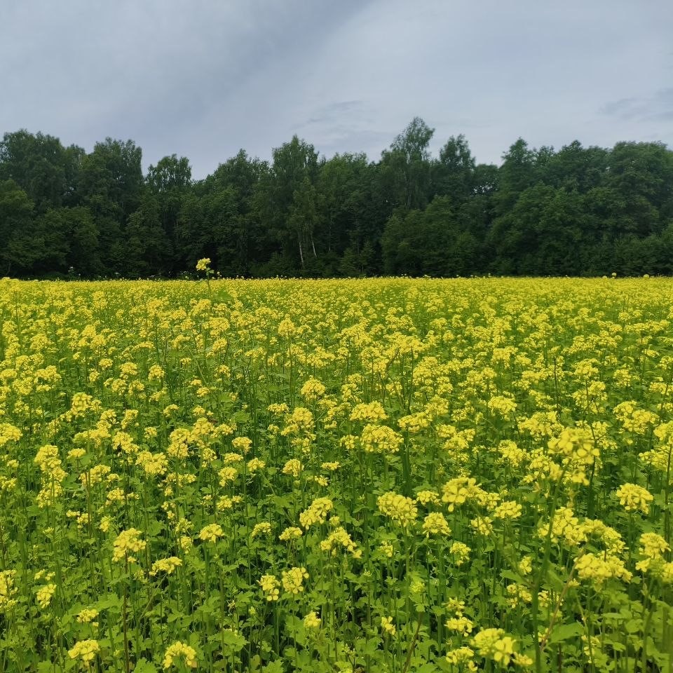 Шаг за шагом: год второй 🚜🌱